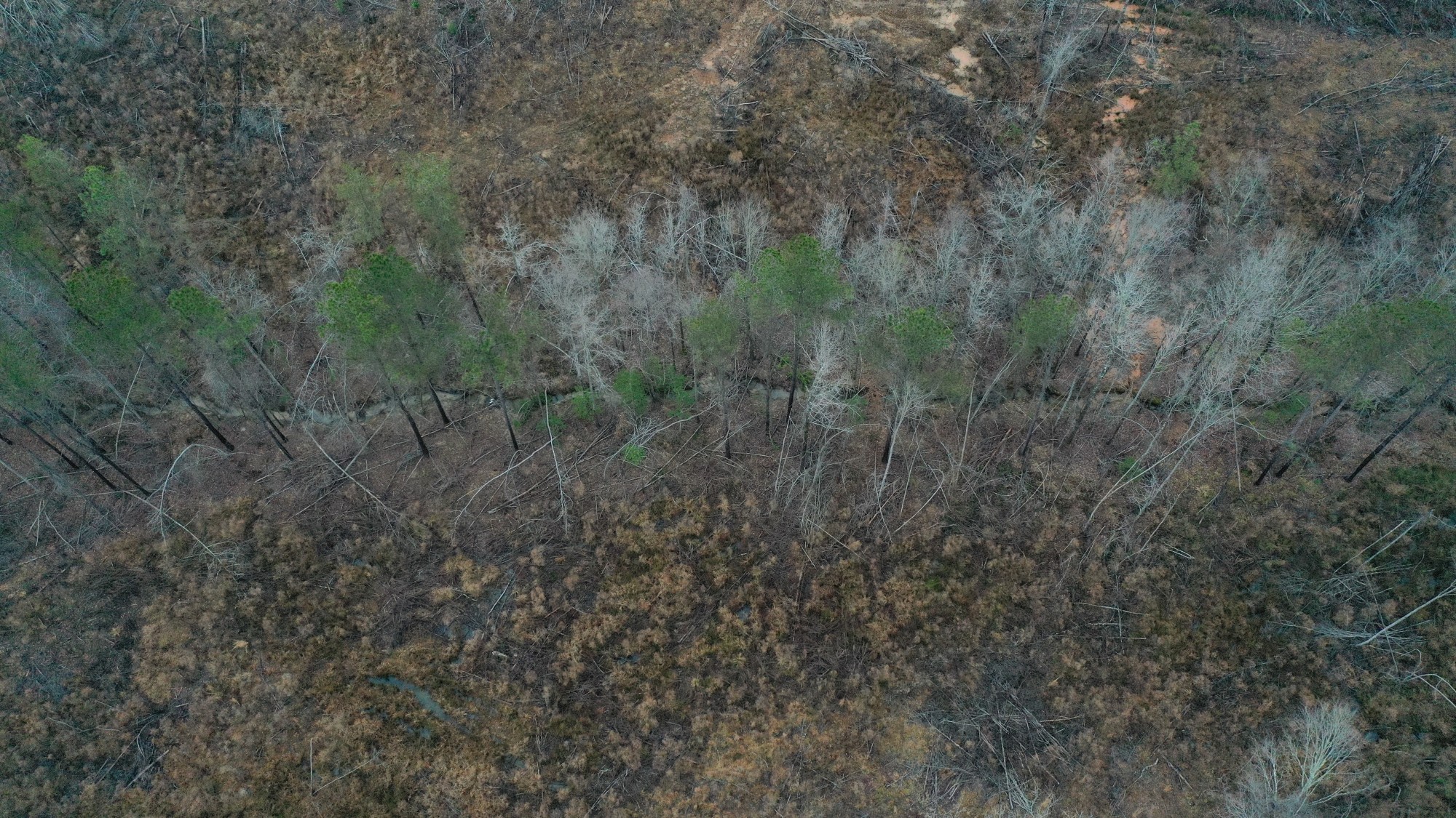 Tract 7 at Fairview Hills in Lamar County, Alabama